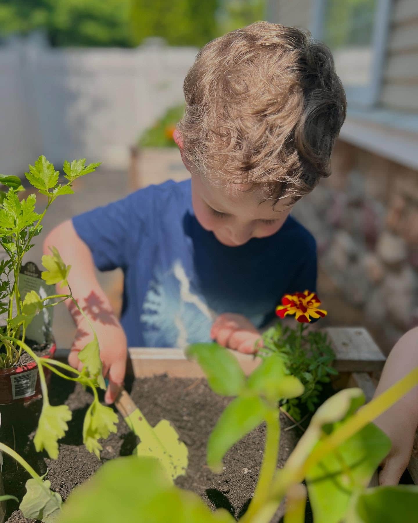 Primrose Patch, student gardening