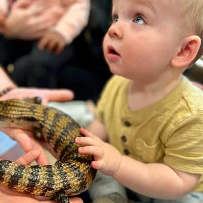 Zoo educational program, toddler touching a lizard