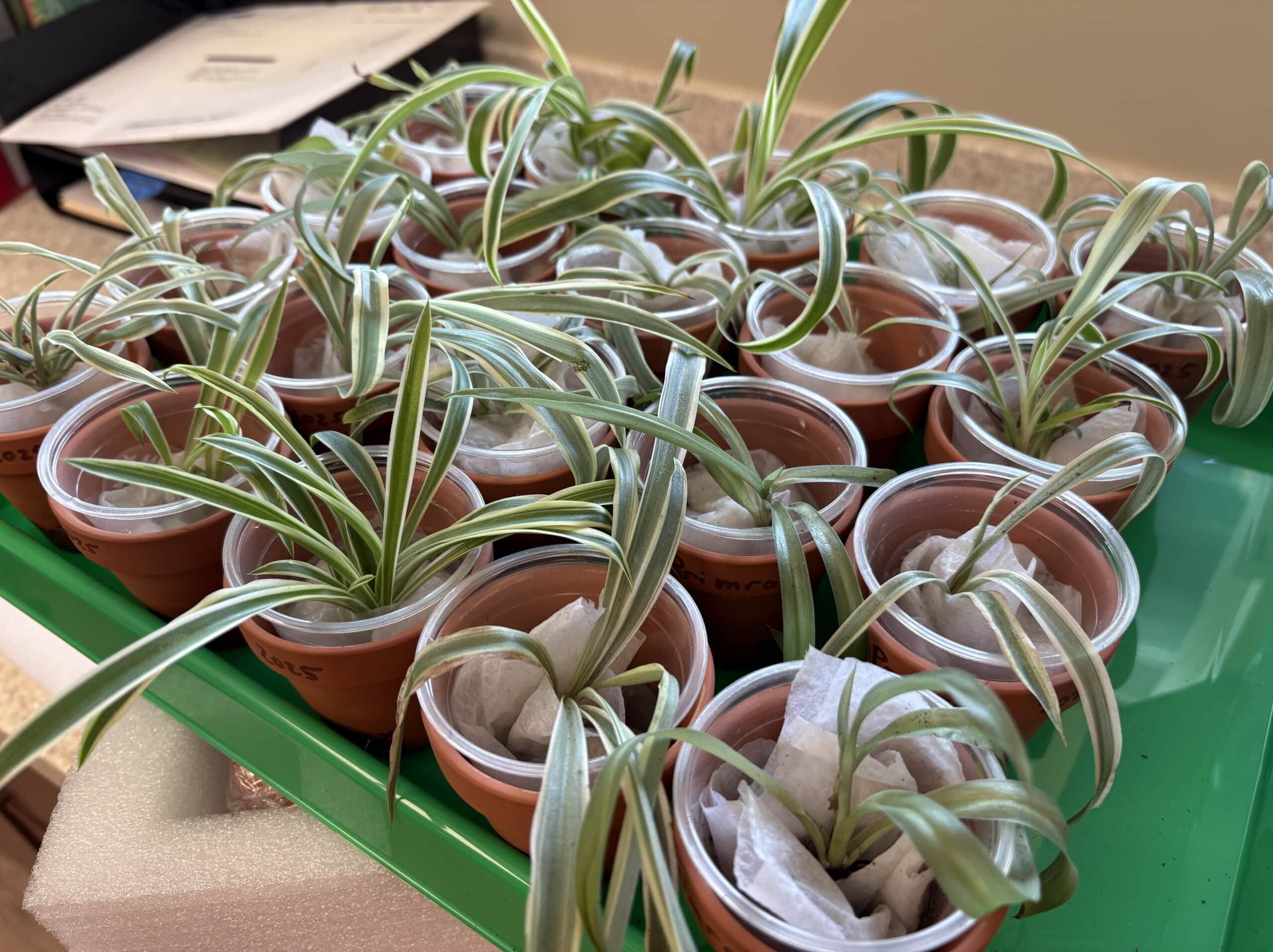Plants