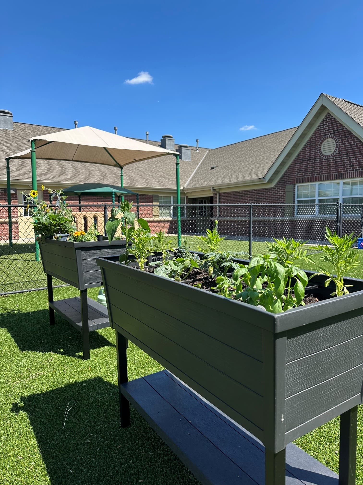 The Primrose Patch at Primrose School of Eagan — raised garden beds with growing vegetables, herbs, and sunflowers on artificial turf, with a shade canopy and the school building visible in the background.
