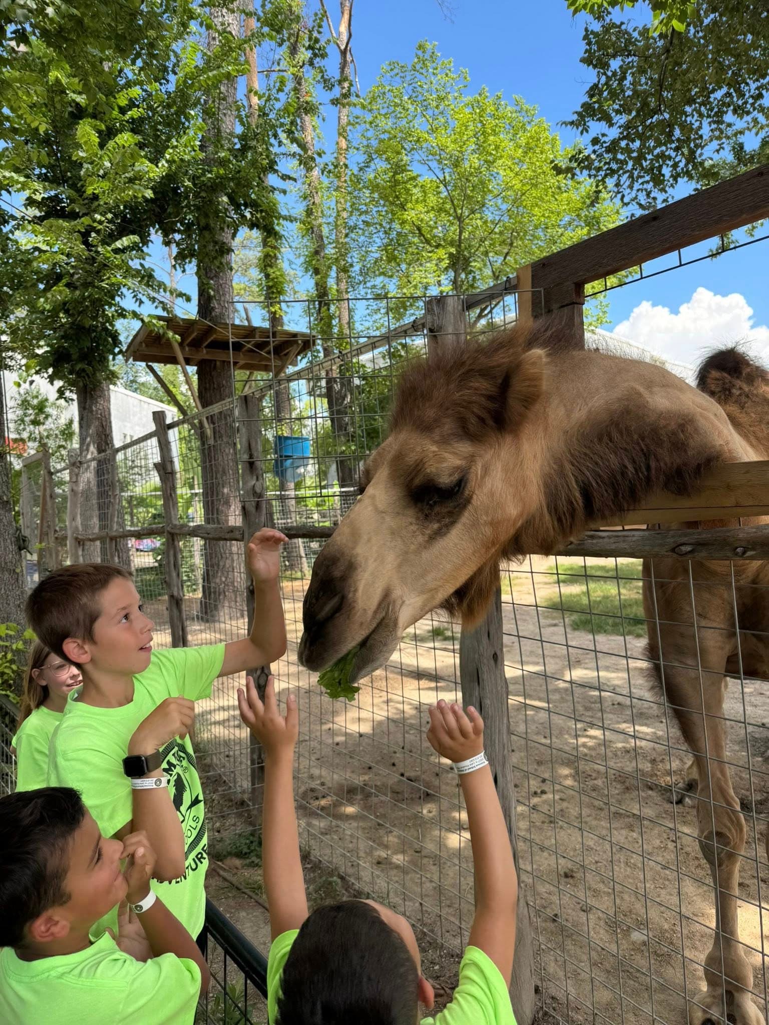 camel, field trip, preserve, fun, animals
