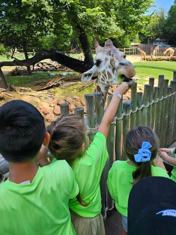 Summer field trip to the zoo, kids feeding a giraffe. 