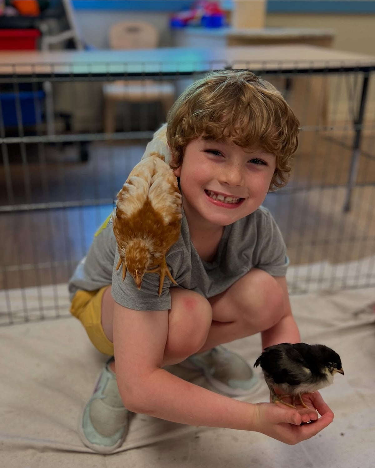 visit from a traveling farm, summer adventure, enrichment