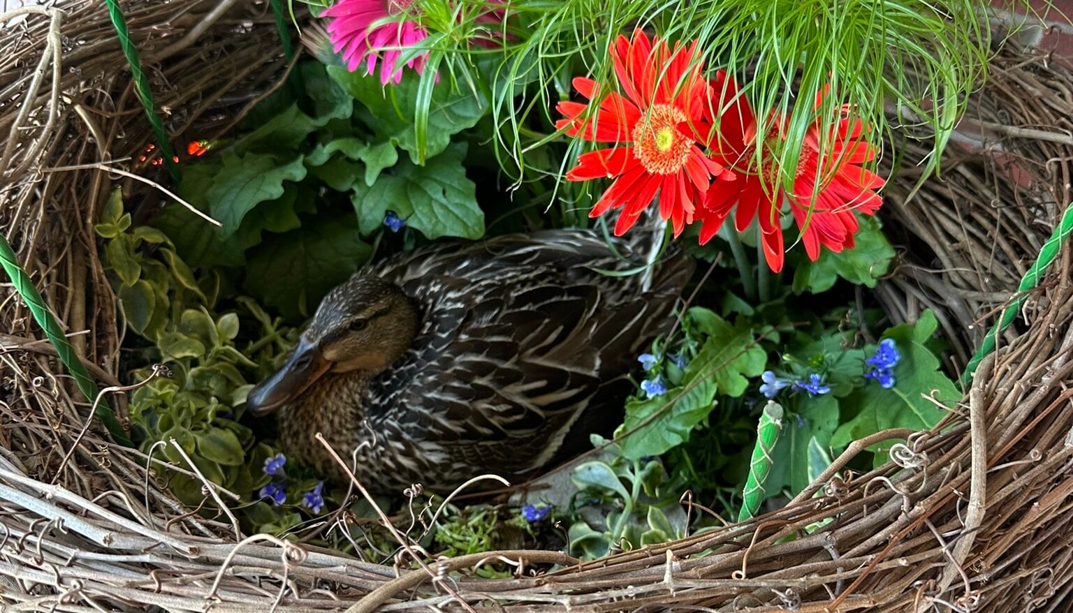 A mama mallard duck nesting in the front entrance flower planter at Primrose School of Eagan, surrounded by red and pink gerbera daisies.