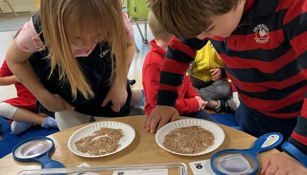 mealworms