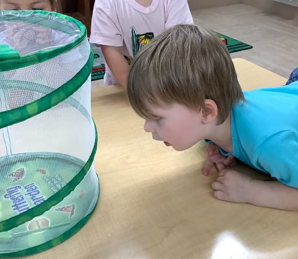 Child at Primrose School of NW Fort Worth observing live caterpillars in a butterfly habitat during a hands-on science activity focused on life cycles and nature exploration.