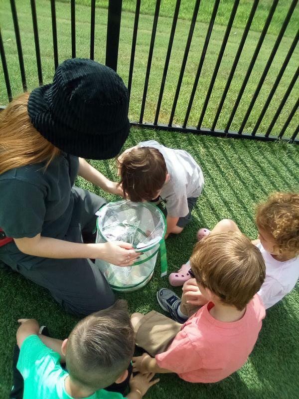 Butterfly Life Cycle with out Venture Program