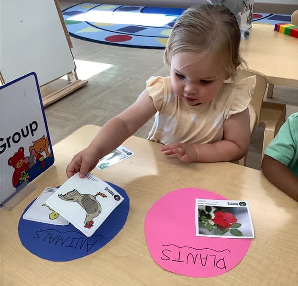 Preschooler sorting animal and plant cards during hands-on science and classification activity about living and non living things. ildcare in Fort Worth