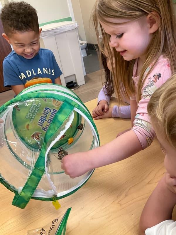 Butterflies PreK