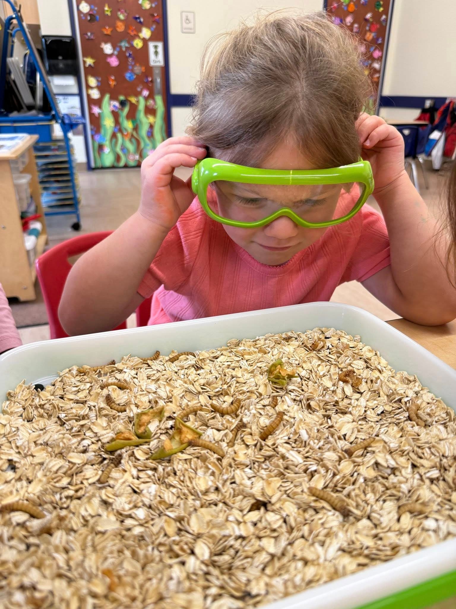 Child Looking at Mealworms