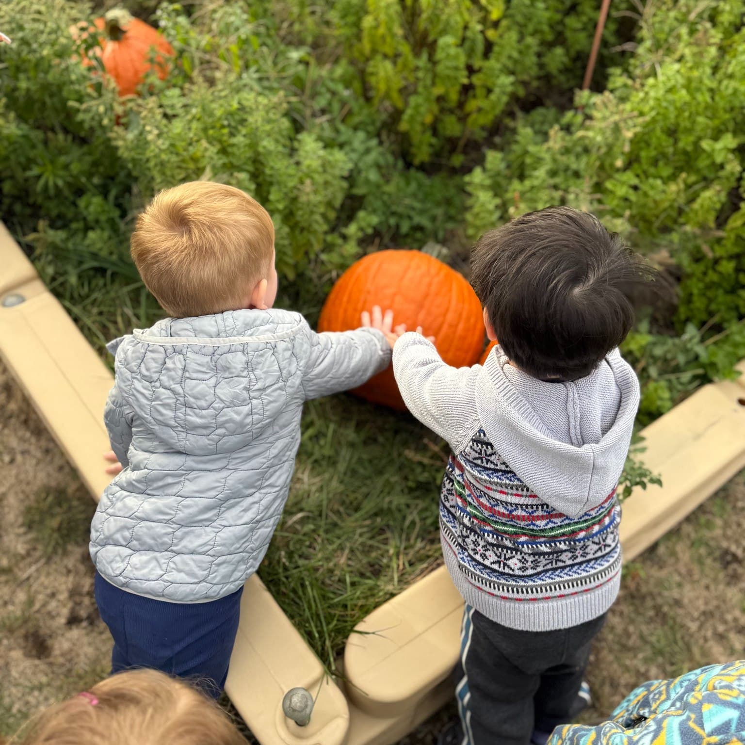 Magical Pumpkin patch at Primrose School of Burlington