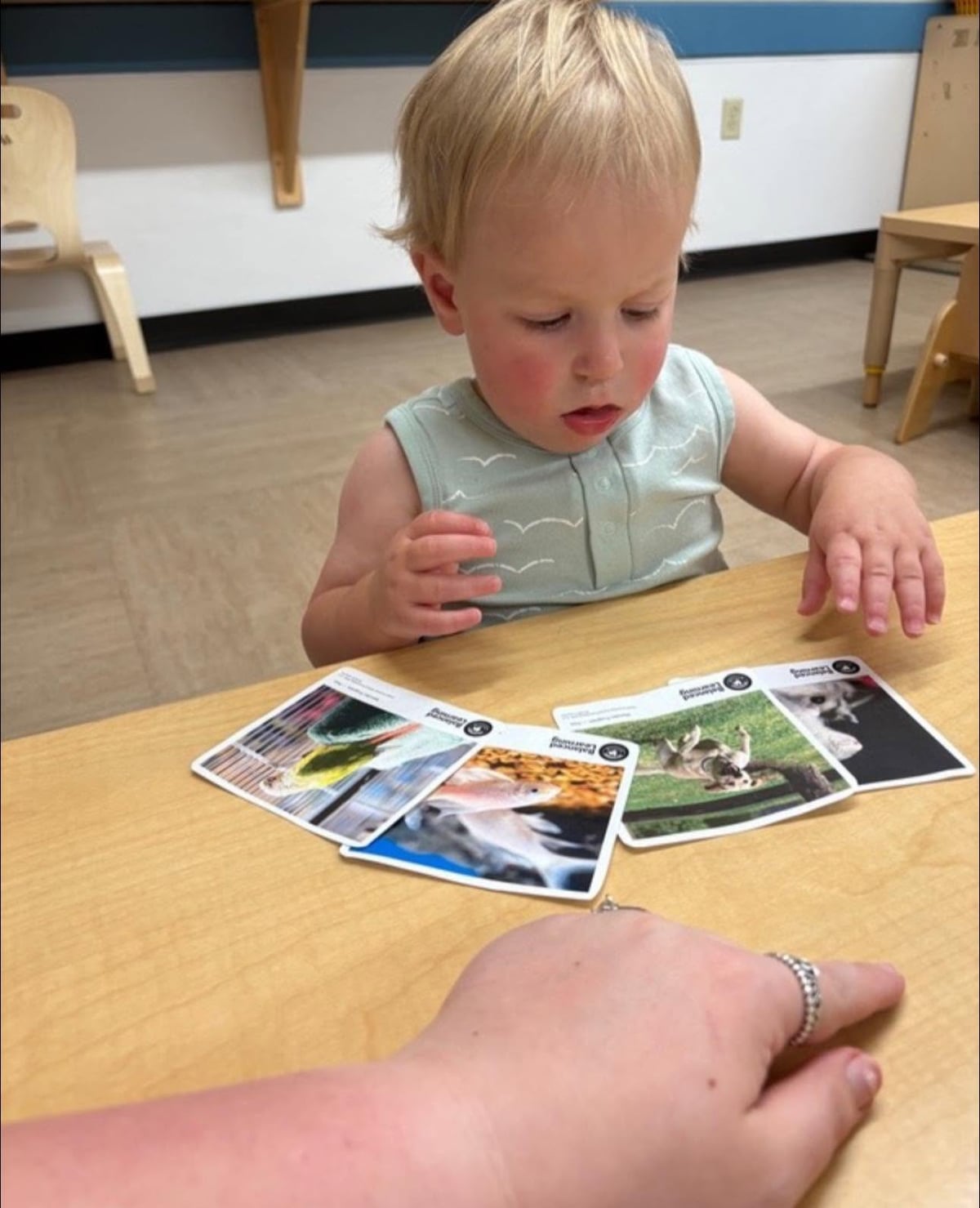 Toddler exploring animal picture cards during a classroom activity that supports vocabulary, observation, and early cognitive development at Primrose School.