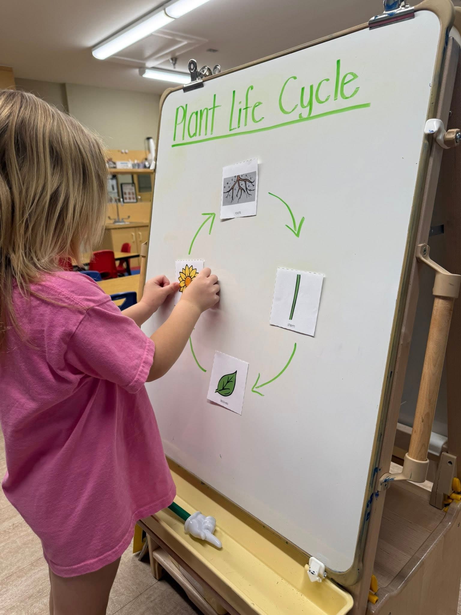 Child participating in a hands-on science lesson by arranging plant life cycle stages on a classroom learning board.