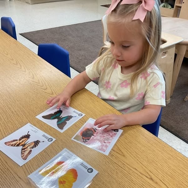 Preschool student matching butterfly picture cards to strengthen observation skills, visual discrimination, memory, and early science concepts while exploring nature at Primrose School.