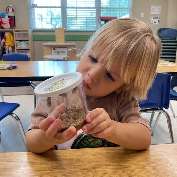 Preschool student carefully observing a caterpillar habitat to build curiosity, scientific thinking, observation skills, and an appreciation for nature through hands-on discovery at Primrose School.