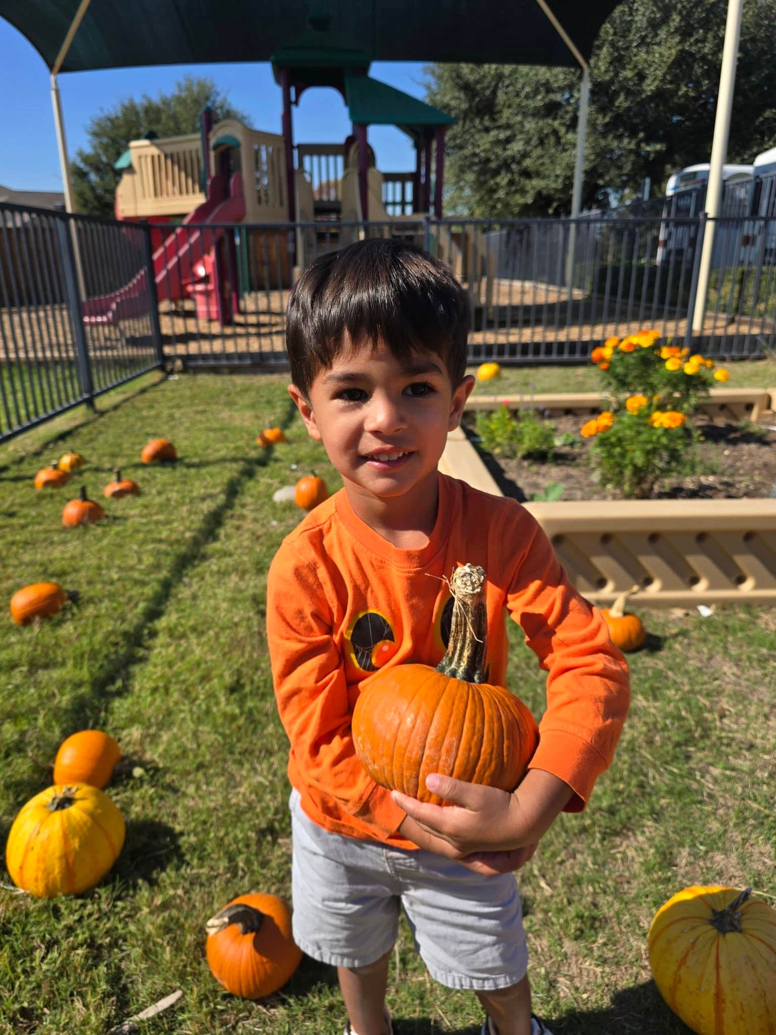 Two-year-old student picking a pumpkin from the Primrose Patch at Primrose School at Heritage in Keller, TX, enjoying a fun fall activity at our preschool and daycare for toddlers and young children