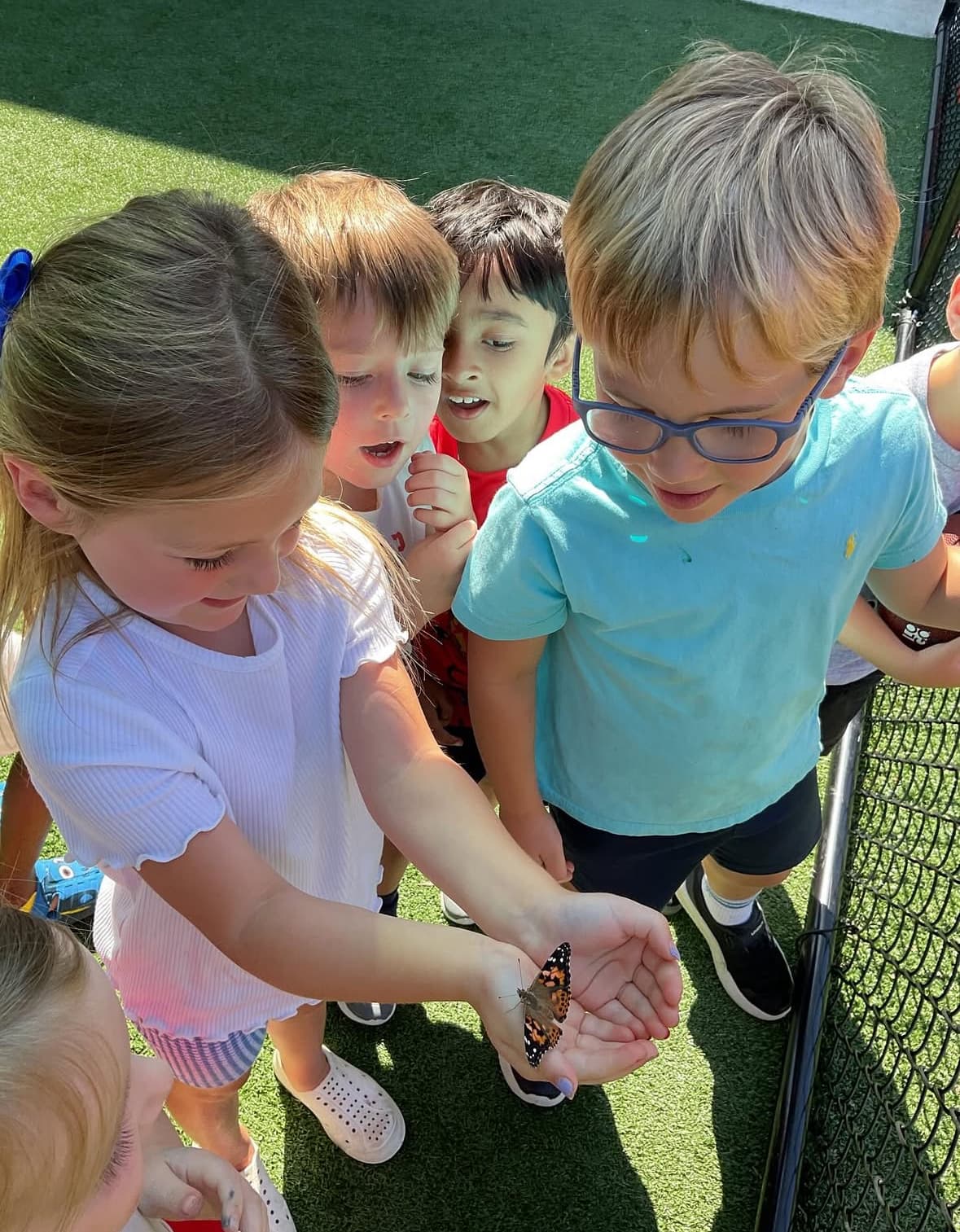 butterfly release