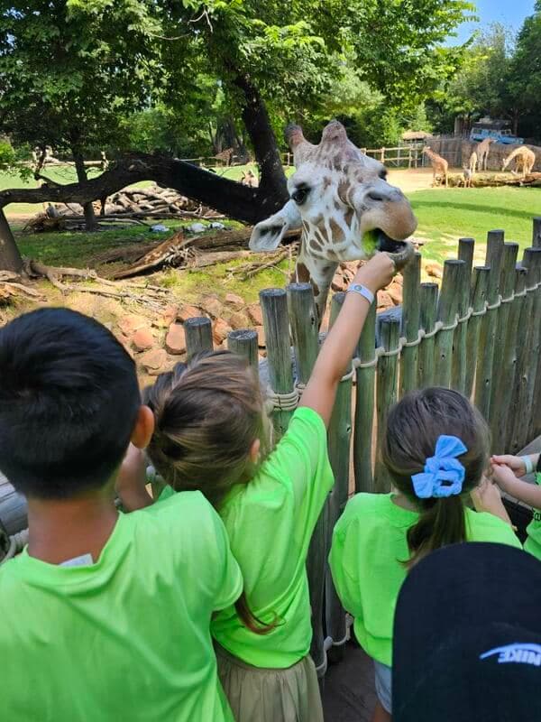 Summer field trip to the zoo, kids feeding a giraffe.