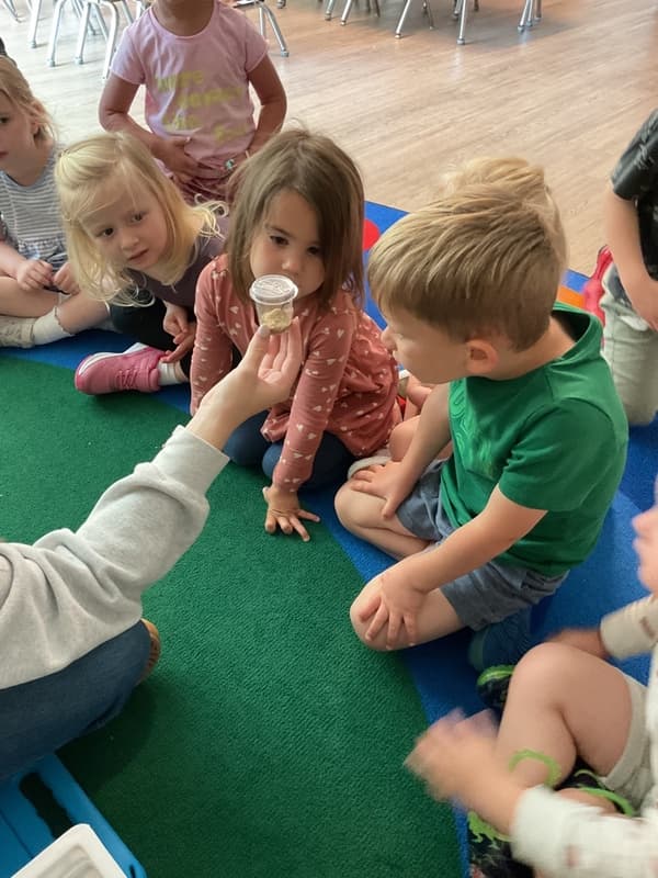 Examining insects