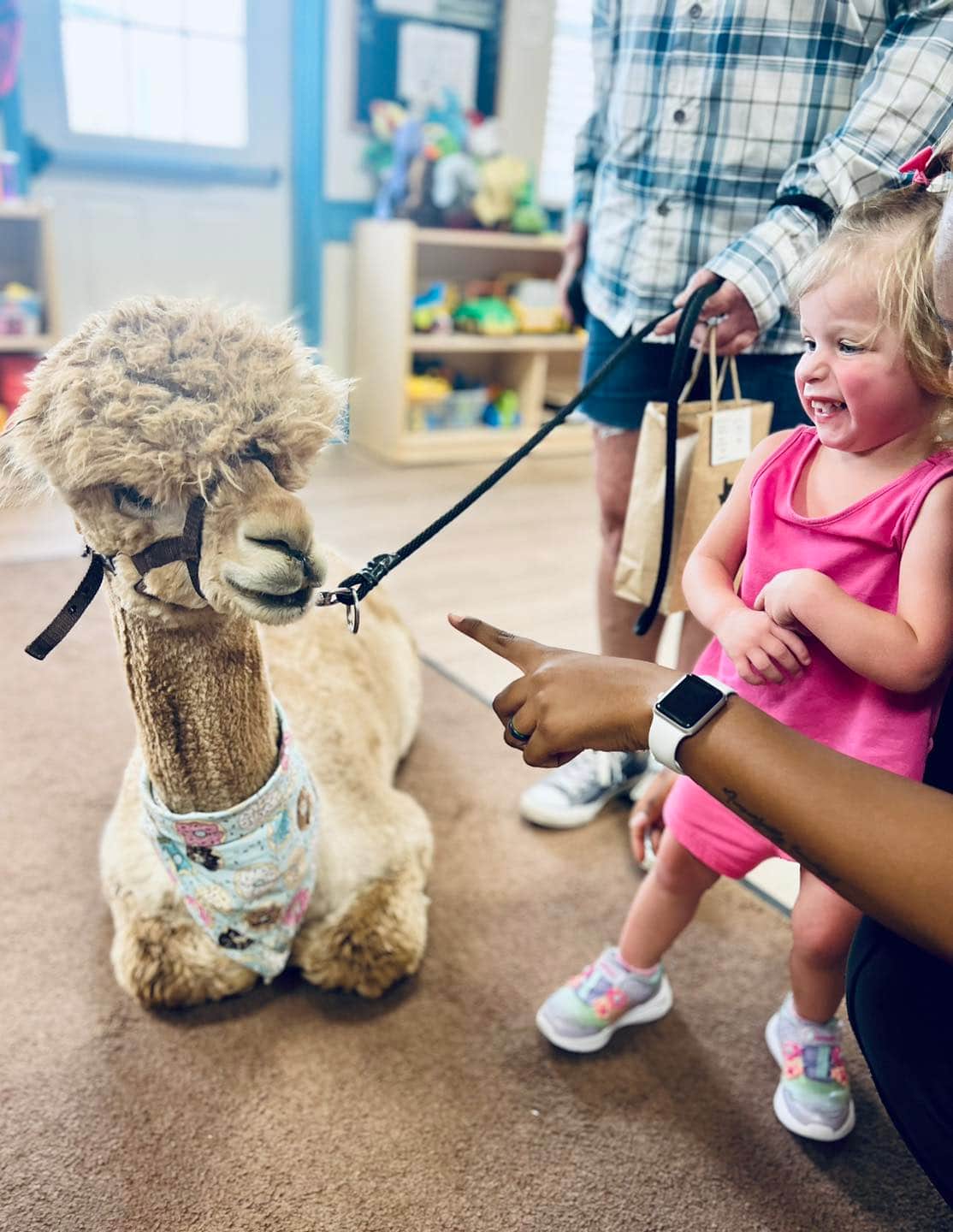 Sawyer the Alpaca!