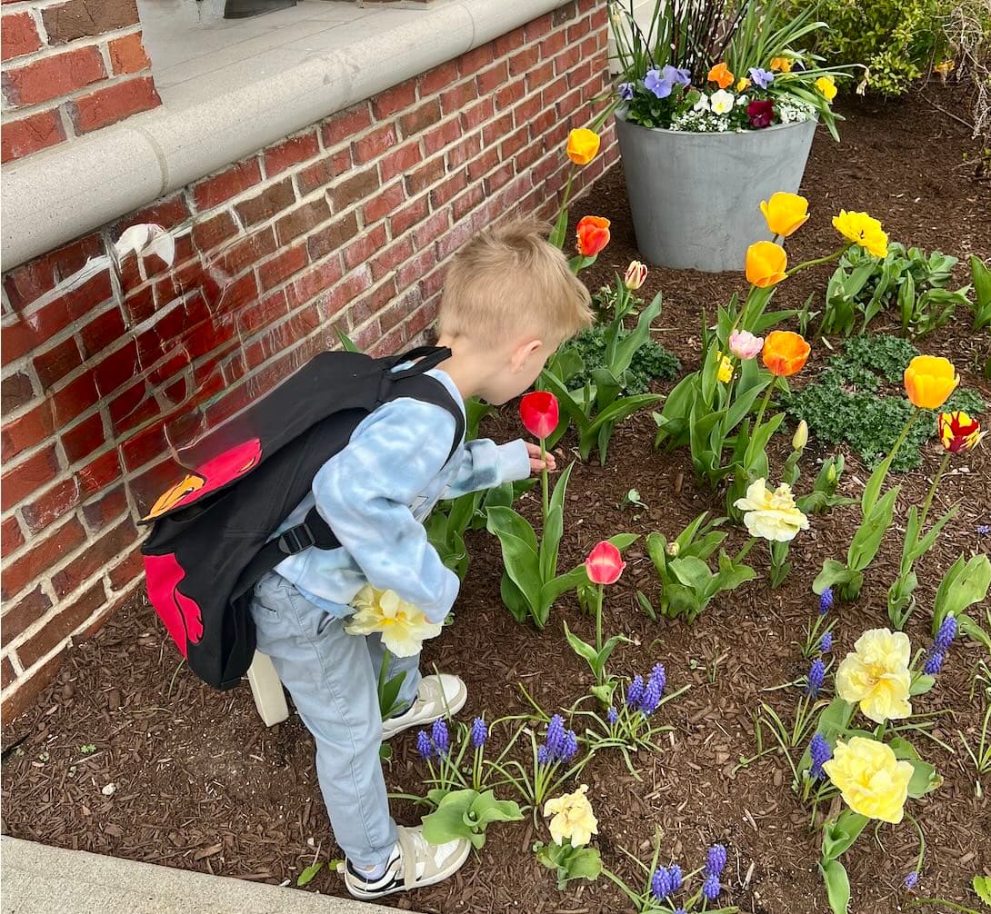 Tulips at Primrose School of Burlington