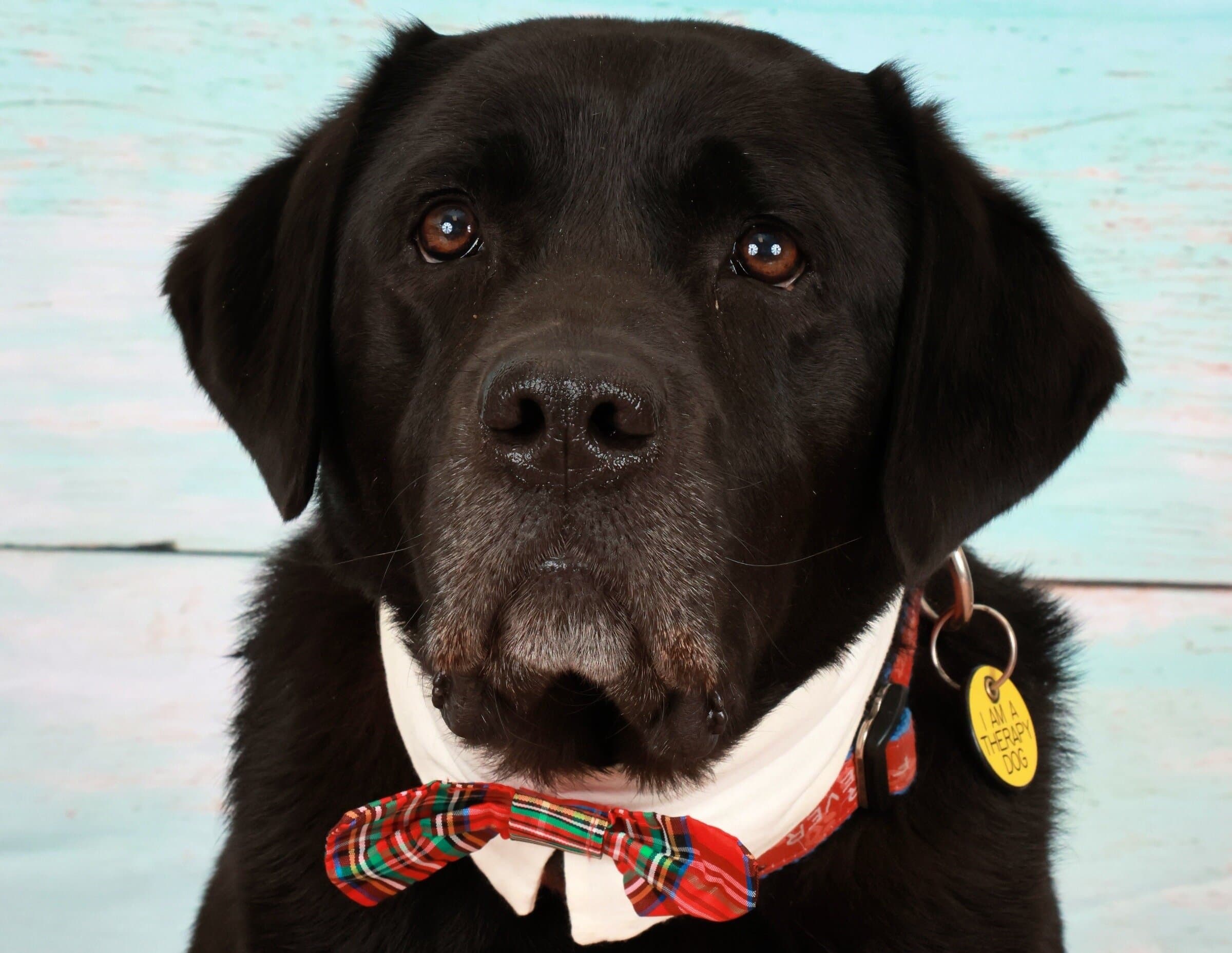 Mr. Monty, A trained therapy dog