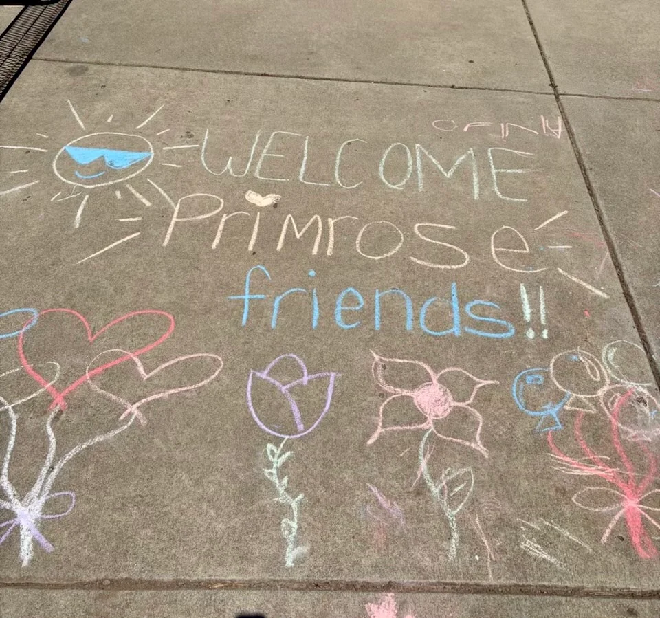 Welcome Primrose in the Park