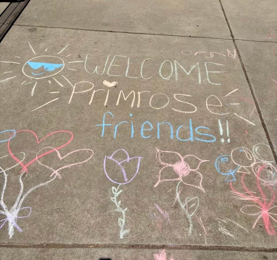 Welcome Primrose in the Park
