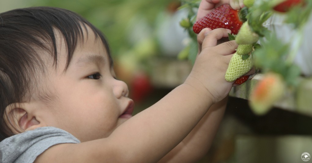 A little toddle grasps at a bunch of strawberries growing on a bush