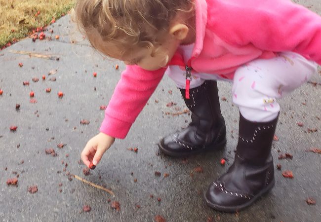 Young child picking up fallen berries from a sidewalk