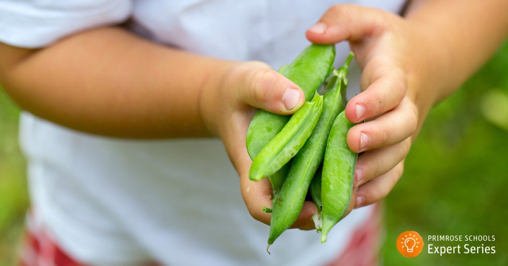 Young child holding pea pods