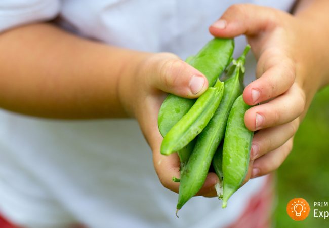 Young child holding pea pods